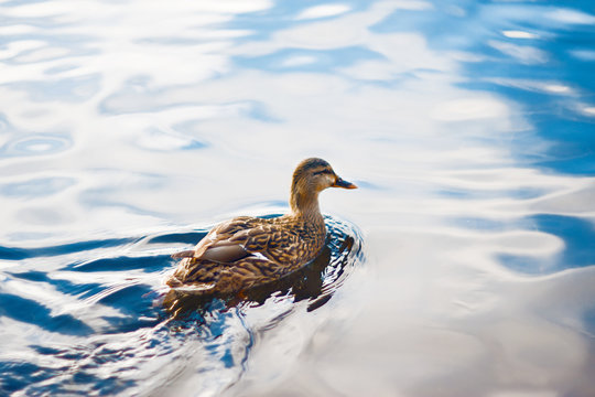 A wild brown duck floats on the clear, sky-reflecting water surface of the lake on a bright day.