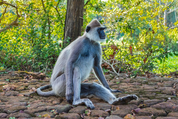 Monkey in Sigiriya, Sri Lanka