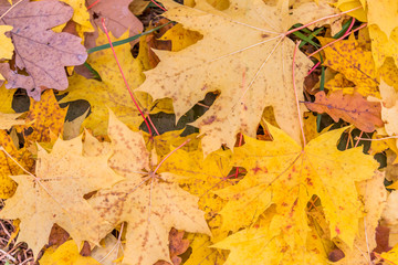 Naklejka na ściany i meble Autumn Leaves on the Ground for Background
