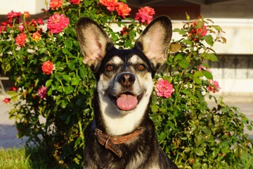Portrait of a mischievous dog on a background of roses ...