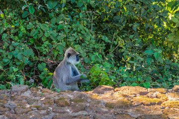 Monkey in Sigiriya, Sri Lanka