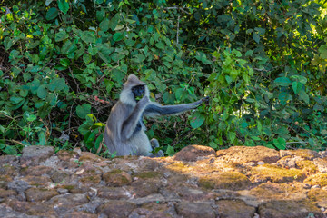 Monkey in Sigiriya, Sri Lanka