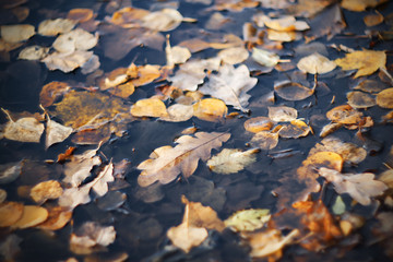 Various autumn leaves lie, fallen from the branches, in a dark dirty gray puddle in the November time.