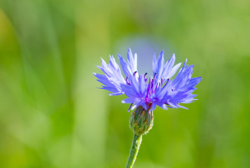 Blooming cornflower flower