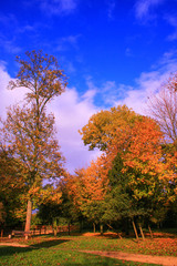 Naklejka premium Autumn landscape in a park. Isolated bench under a tree with orange and yellow foliage. Grass and vegetation. Blue sky with cumulonimbus in background.