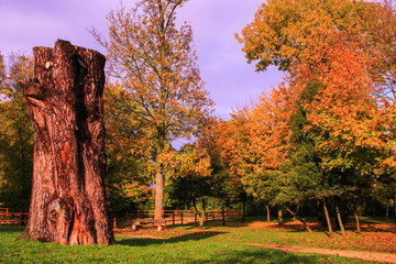 Beautiful autumn scenery in a park with vegetation. Huge tree trunk cut in the foreground. Orange and yellow foliage in the background.Bench in stone and wood.