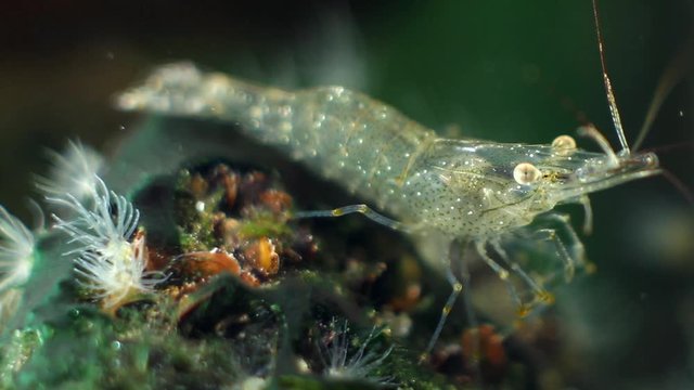 funny and active crustacean Palaemon adspersus, Baltic prawn, saltwater decapod inspects sea vegetation for food with its pereiopods and antennas in green algae, stones in background