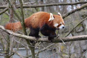 a red panda walks on the branches of a tree to look for bamboo