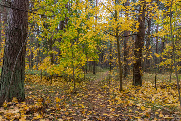 Fall Foliage on a Path in an Autumn Forest in Northern Europe