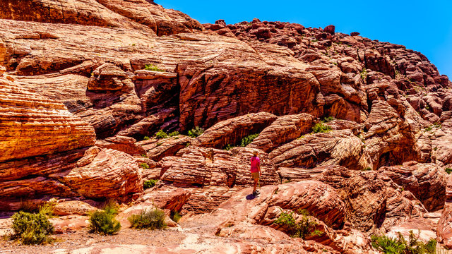 Senior Woman Hiking On The Red Sandstone Cliffs Of The Calico Trail In Red Rock Canyon National Conservation Area Near Las Vegas, Nevada, United States