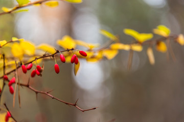 Bright Red Berries in an Autumn Forest