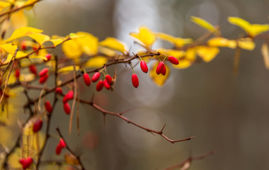 Bright Red Berries in an Autumn Forest