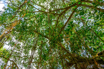 Jungle tree in Vessagiriya, Anuradhapura, Sri Lanka