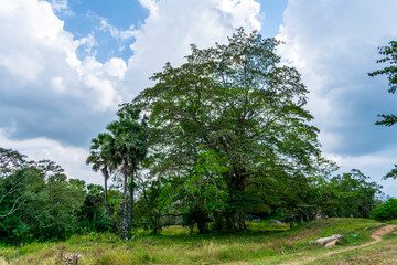 Jungle tree in Vessagiriya, Anuradhapura, Sri Lanka