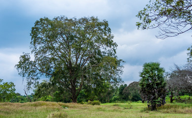 Fototapeta premium Jungle tree in Vessagiriya, Anuradhapura, Sri Lanka