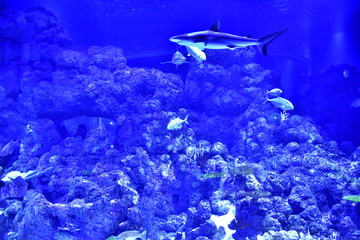 水族館