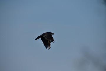 Silhouette Flock of common ravens black flies in the sky