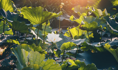 lotus flower or water lily.Beautiful sunlight and sunshine in the morning Nature outside Rural Asia in Thailand