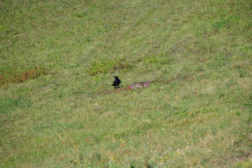 Northern Raven eats the meadow deer carrion 