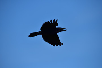 Plakat Common Raven flies over the carcass on the meadow 