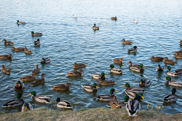 Fototapeta premium flock of ducks on the lake in the park