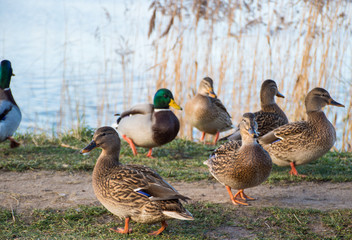 flock of ducks on the lake in the park