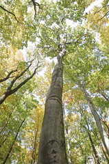 Naklejka premium Park
