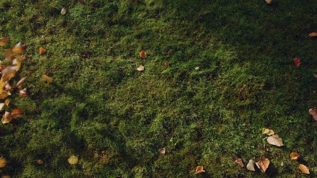 Rasen wird mit einem Laubbl&auml;ser gereinigt. Herbstbl&auml;tter auf dem Rasen werden weggeblasen