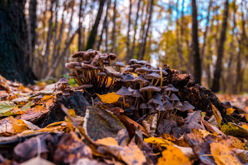 Mushrooms in the forest. Golden autumn scene in a park, with leaves, sun shining through the trees and blue sky. Autumn forest landscape. Outdoor autumn concept. Beautiful autumn park