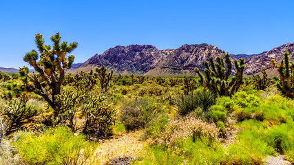 Large Joshua trees at White Rock Hills and Wilson Ridge mountains from Red Rock Canyon Overlook in...