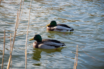 flock of ducks on the lake in the park