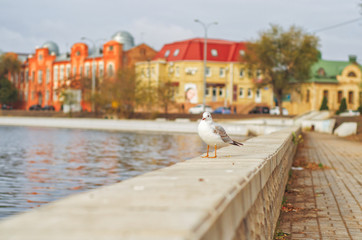 Seagull on the embankment of the city 15.