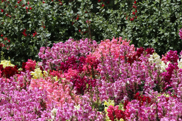 Flowers from inside the Cathedral at Santa Maria de Montserrat abbey in Monistrol, Catalonia, Spain