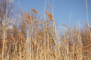 Obraz premium dry grass and blue sky