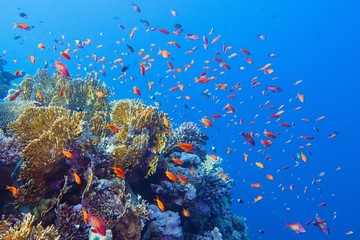 Naklejka na ściany i meble Beautiful tropical coral reef with shoal or red coral fish Anthias