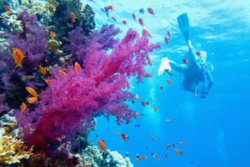 Beautiful tropical coral reef with purple soft coral. Scuba diver on the background.