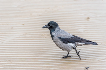 Black Headed Crow in a Puddle on a Baltic Sea Beach