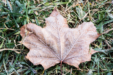green leaf with frozen water drops