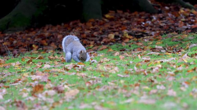 Grey Squirrel, Sciurus carolinensis, on the ground caching food and running.