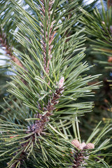 pine tree branch in the morning park