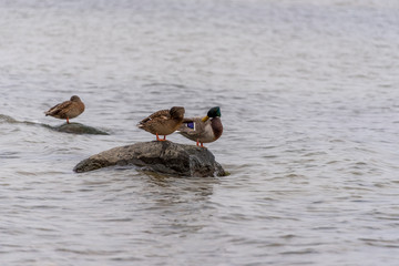 Mallard Duck on a Rock in the Baltic Sea