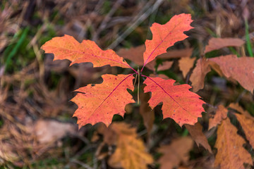 Orange Oak Leaves in an Autumn Forest
