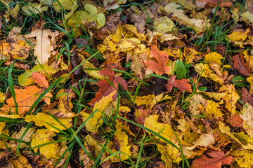 Background texture of yellow leaves, autumn leaf background. Autumn forest landscape. Outdoor autumn concept. Beautiful autumn park