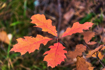 Naklejka na ściany i meble Orange Oak Leaves in an Autumn Forest