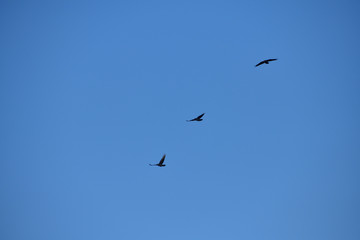Silhouette Flock of common ravens black flies in the sky