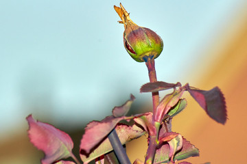 Autumn rainy day on my garden