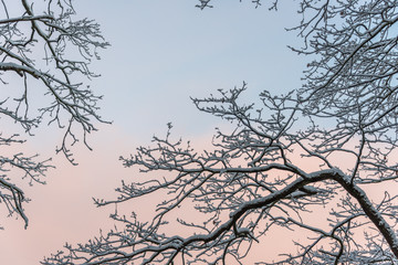 First Snow of the Season on a Branch at Sunrise