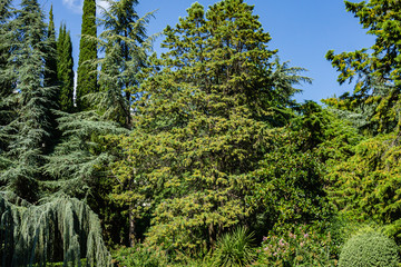 Cedrus Atlantica Glauca and Weeping Blue Atlas cedar (Cedrus atlantica Glauca Pendula in Paradise landscape park in Crimea. Aivazovsky sanatorium in Partenit. Evergreen cypress trees grow everywhere.