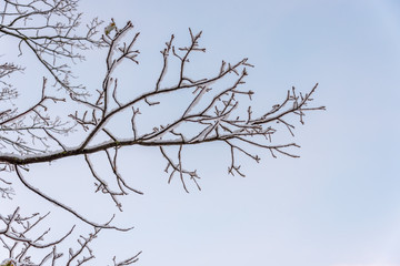 Fototapeta na wymiar First Snow of the Season on a Branch at Sunrise