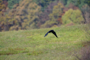 Common black Raven flies over  the woods and meadow